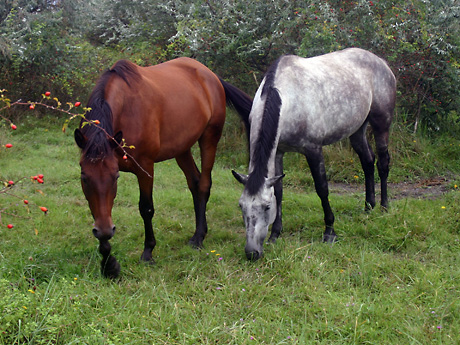 Burschen